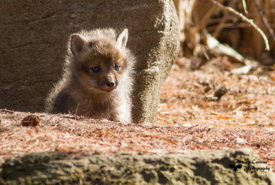 Red fox, Renard roux (Vulpes vulpes)