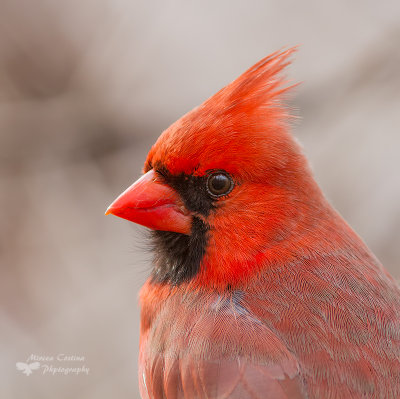 Northern Cardinal, Cardinal rouge, (Cardinalis cardinalis)