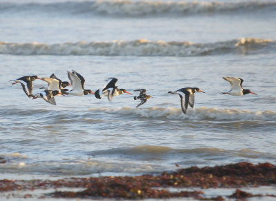 Oystercatchers and Turnstone.jpg
