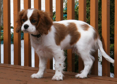 Gamin ( Cavalier King Charles )