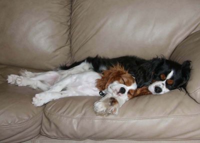  Macha et Gamin  Gamin ( Cavalier King Charles )