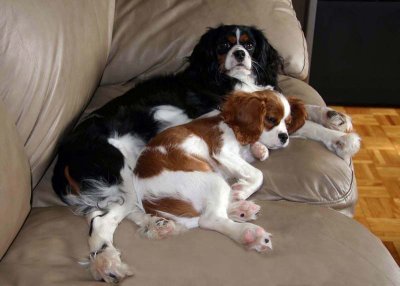 Macha et Gamin Gamin ( Cavalier King Charles )