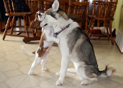 Louna et Gamin