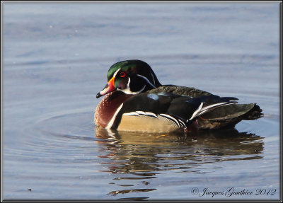 Canard branchu ( Wood Duck )