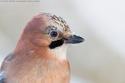 European Jay