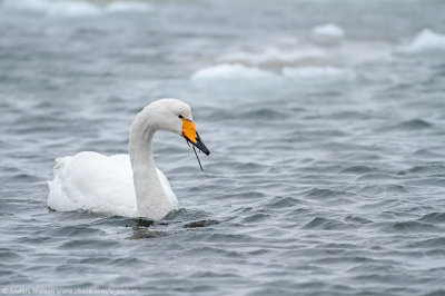Whooper Swan