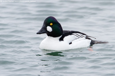 Common Goldeneye