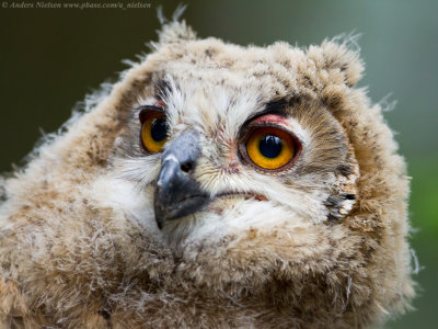 Eurasian Eagle-Owl