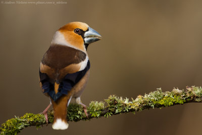 Hawfinch