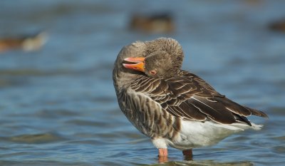 Grauwe Gans/Greylag Goose