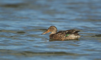 Slobeend/Shoveler