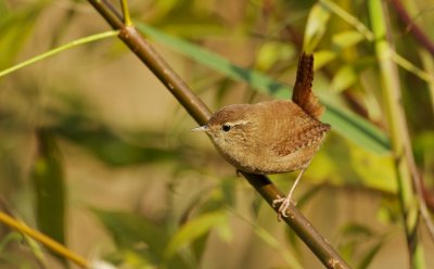 Winterkoning/Wren