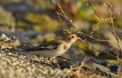 Sneeuwgors/Snow Bunting