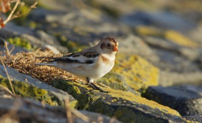 Sneeuwgors/Snow Bunting