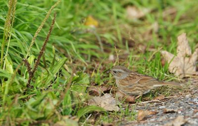Heggenmus/Dunnock