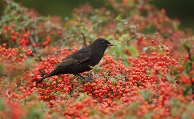 Merel/Blackbird
