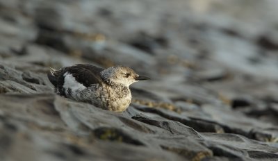 Zwarte Zeekoet/Black Guillemot