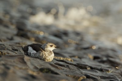 Zwarte Zeekoet/Black Guillemot