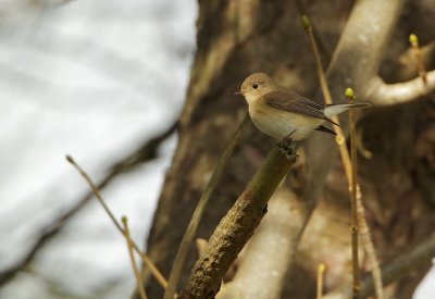 Kleine Vliegenvanger/Red-breasted Flycatcher