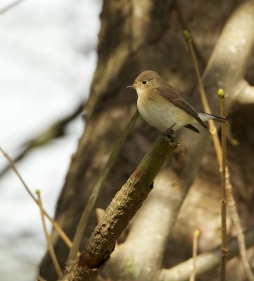 Kleine Vliegenvanger/Red-breasted Flycatcher