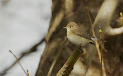 Kleine Vliegenvanger/Red-breasted Flycatcher