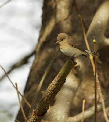 Kleine Vliegenvanger/Red-breasted Flycatcher