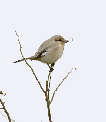 Steppeklapekster/Steppe Grey Shrike (Lanius pallidirostris)