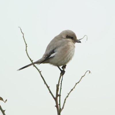 Steppeklapekster/Steppe Grey Shrike (Lanius pallidirostris)