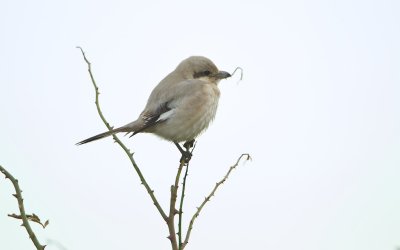Steppeklapekster/Steppe Grey Shrike (Lanius pallidirostris)