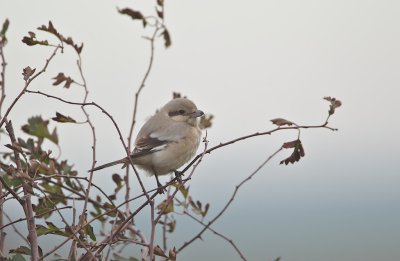 Steppeklapekster/Steppe Grey Shrike (Lanius pallidirostris)