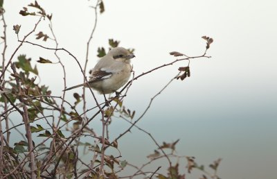 Steppeklapekster/Steppe Grey Shrike (Lanius pallidirostris)