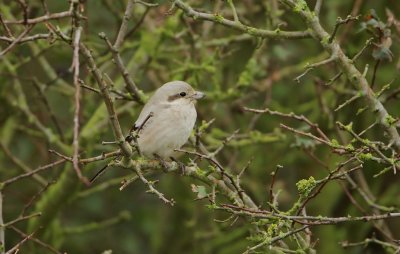 Steppeklapekster/Steppe Grey Shrike (Lanius pallidirostris)