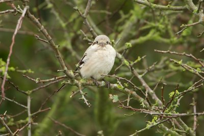 Steppeklapekster/Steppe Grey Shrike (Lanius pallidirostris)
