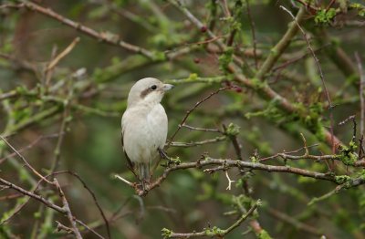 Steppeklapekster/Steppe Grey Shrike (Lanius pallidirostris)