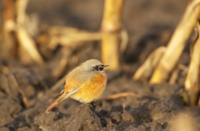 Oosterse Zwarte Roodstaart/Black Redstart (ssp phoenicuroides)