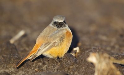 Oosterse Zwarte Roodstaart/Black Redstart (ssp phoenicuroides)