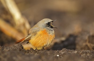 Oosterse Zwarte Roodstaart/Black Redstart (ssp phoenicuroides)