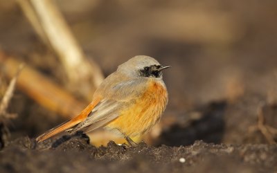 Oosterse Zwarte Roodstaart/Black Redstart (ssp phoenicuroides)