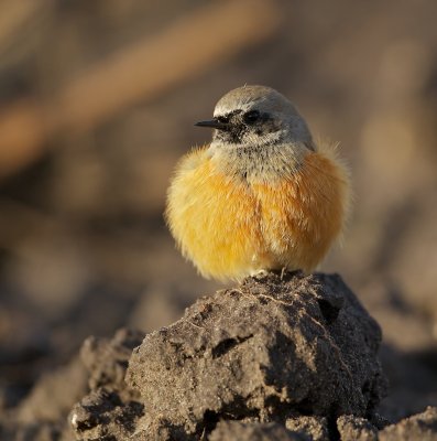 Oosterse Zwarte Roodstaart/Black Redstart (ssp phoenicuroides)