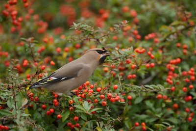 Pestvogel/Waxwing