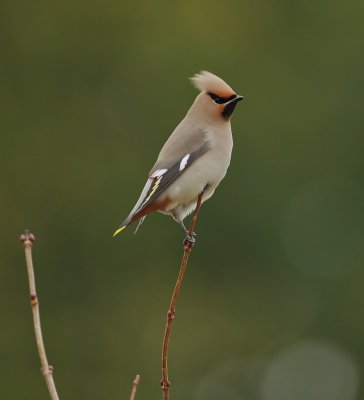 Pestvogel/Waxwing