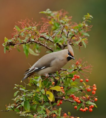 Pestvogel/Waxwing