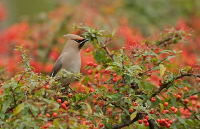 Pestvogel/Waxwing