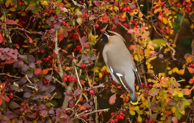 Pestvogel/Waxwing