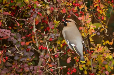 Pestvogel/Waxwing