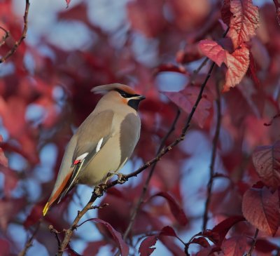 Pestvogel/Waxwing