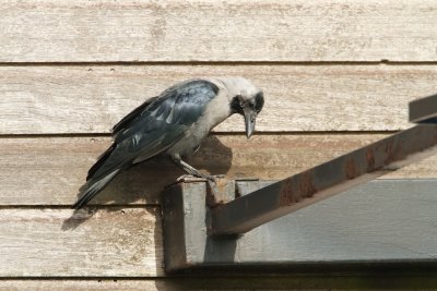 Huiskraai/House Crow (ssp zugmayeri)