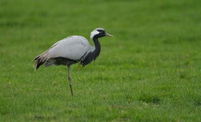 Jufferkraanvogel/Demoiselle Crane