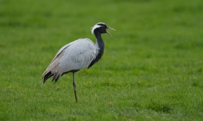 Jufferkraanvogel/Demoiselle Crane