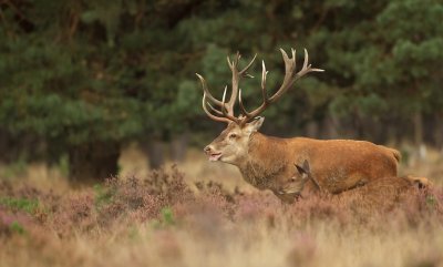 Edelhert/Red Deer